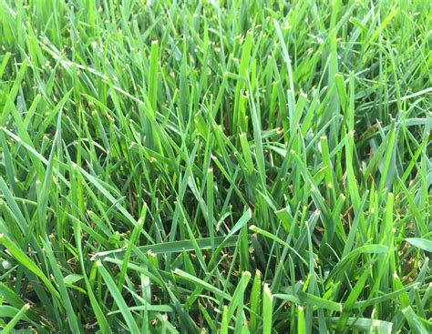 Red Fescue Lawn | ubicaciondepersonas.cdmx.gob.mx