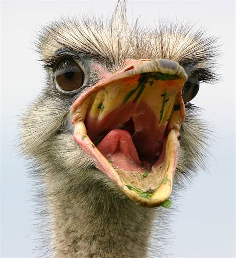 30+ Angry Emu Stock Photos, Pictures & Royalty-Free Images - iStock