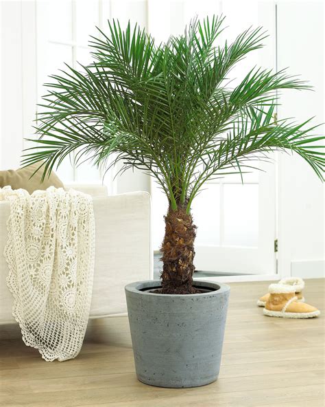 Indoor Palm Tree