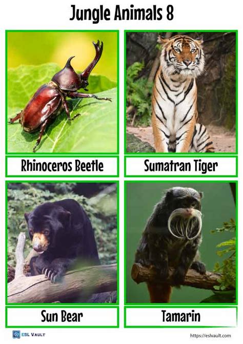 40 free jungle animals flashcards (PDF) - ESL Vault