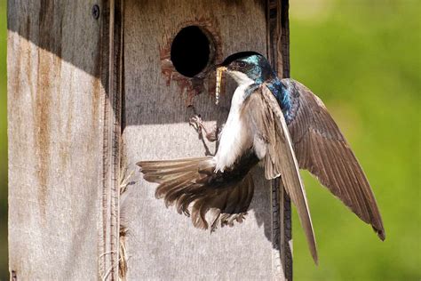 Barn Swallow Nest Box : Mount the shelf on a building in a sheltered ...