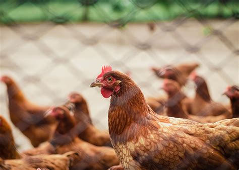 A primer on free range chicken production and management, part 1: Breeds and housing ...