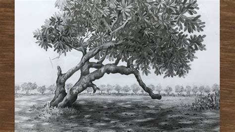Draw and shade a tree with pencil | pencil sketch | nature drawing - YouTube