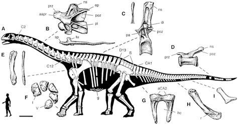 Skeletal reconstruction of the sauropod Jobaria tiguidensis showing (A)... | Download Scientific ...