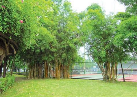 Clumping bamboo landscape – privacy screen and decoration ideas