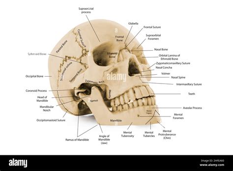 human head bone skull diagram with parts name for medical education ...