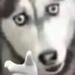 husky pointing Meme Generator - Imgflip