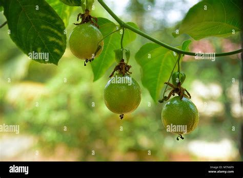 Kerala Fruits Stock Photos Kerala Fruits Stock Images Alamy