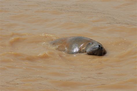 West African Manatee Conservation - IUCN SOS