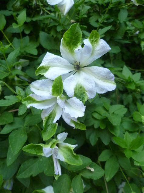 Worcester College Gardeners 2009-2018: Clematis viticella 'Alba Luxurians'