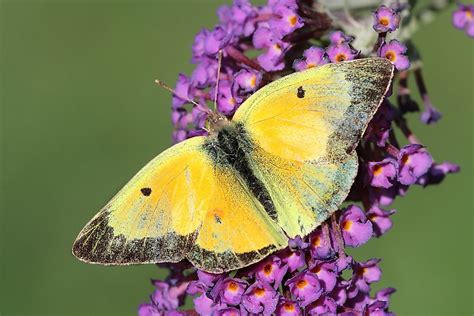 The World's Most Stunningly Yellow Animals - WorldAtlas