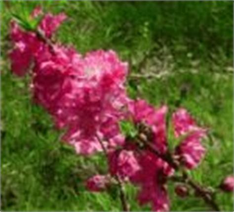 27 Flowering Trees ideas | flowering trees, plants, trees and shrubs