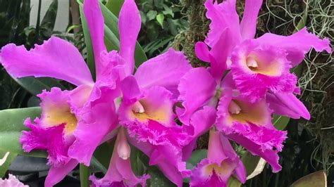 MISSOURI BOTANICAL GARDEN ORCHID SHOW 2016 - YouTube