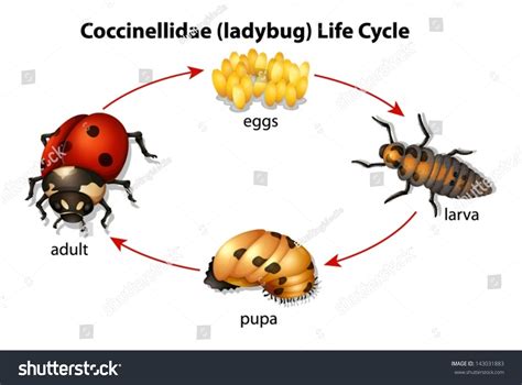 672 Ladybug Life Cycle Images, Stock Photos & Vectors | Shutterstock