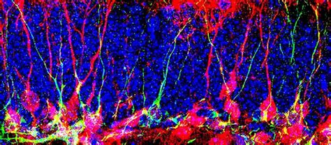 Scientists Discover How To Generate New Neurons in the Adult Brain