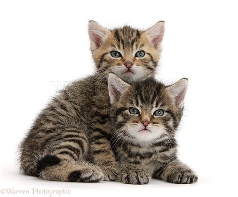 Two cute tabby kittens photo WP36208