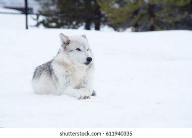 Wolf Laying Down Snow Winter Relax Stock Photo 611940335 | Shutterstock