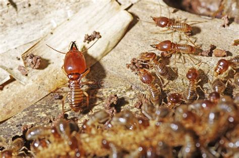 Soldier termite stock photo. Image of life, thailand - 31626816