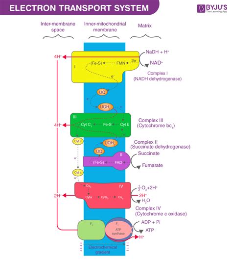 ATP Synthesis - NEET Biology Notes