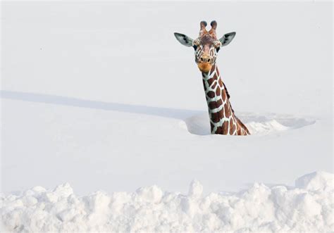 24 Photos of Truly Adorable Animals in Snow | FREEYORK