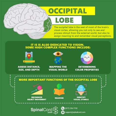 Occipital Lobe Of The Brain