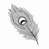 Peacock Feather Coloring Page Detailed Line Drawing At sketch template