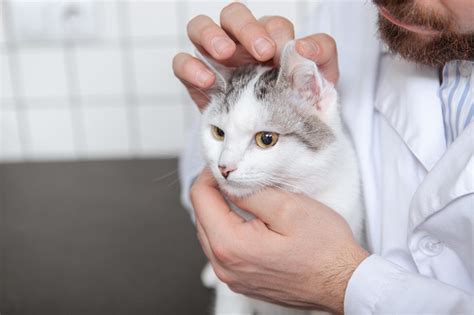 Doxycycline For Cats: Dosage, Safety & Side Effects - All About Cats