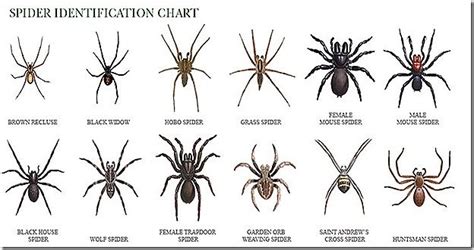 Spider Identification Chart California