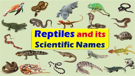 Reptiles and its Scientific Names || Scientific Name of Reptiles - YouTube