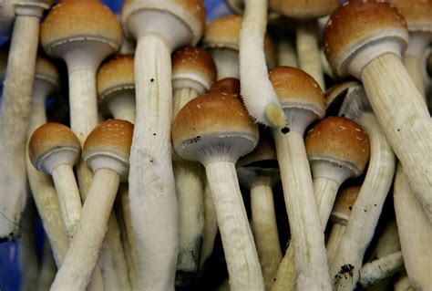 Oregon’s voter-approved psilocybin therapy likely won’t be available ...