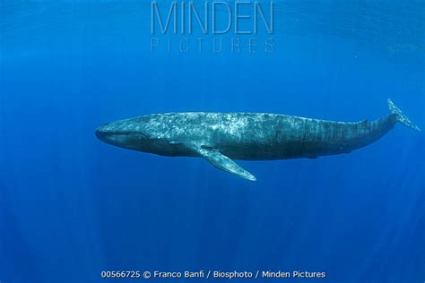 Pygmy Blue Whale stock photo - Minden Pictures