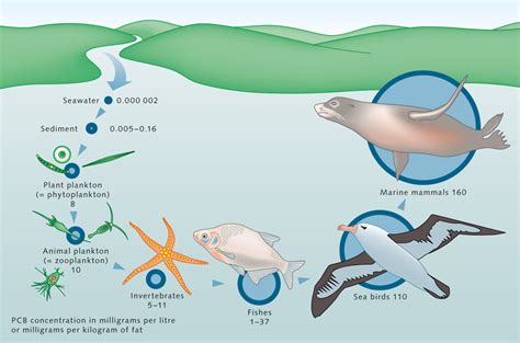 Organic pollutants « World Ocean Review