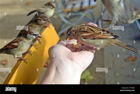 Sparrows feeding hi-res stock photography and images - Alamy