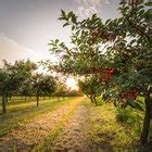 The Types of Orchards | Bizfluent