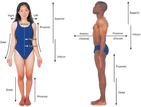 Anatomical Positions, Body Planes, & Directional Terms Diagram | Quizlet