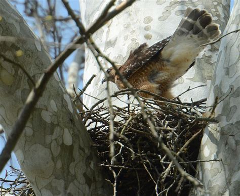 Red and the Peanut: Red-shouldered Hawks on nest along the Little Miami ...