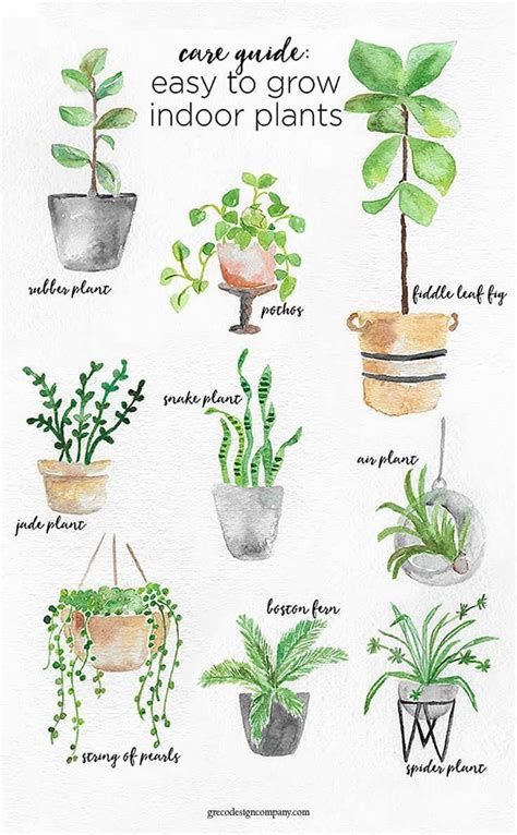 house plant seeds #Houseplants | Plants, Indoor plants, Inside plants