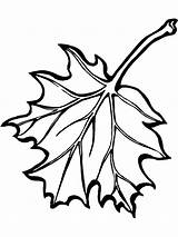 16 maple Leaves coloring Page sketch template