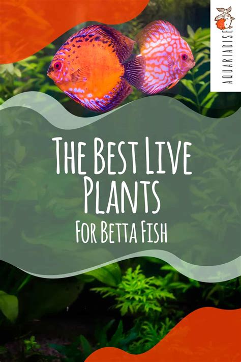 Nurturing Companions: The Perfect Live Plants for Your Betta's Home