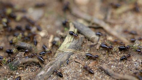 Termites on ground ~ HD & 4K Stock Footage #800043 | Pond5