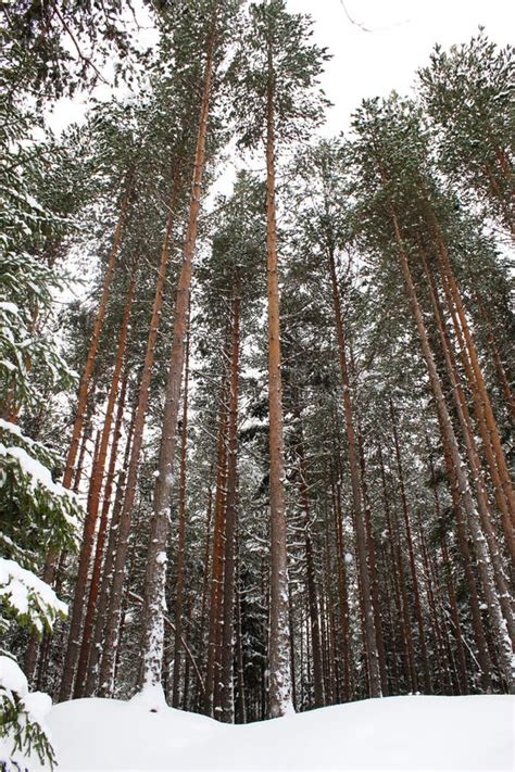 Tall pine trees in winter stock image. Image of high - 12892807