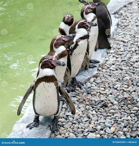 Funny penguins stock photo. Image of antarctica, feather - 26642304