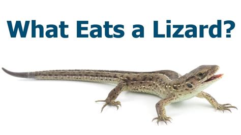 What Eats A Lizard - Asking List