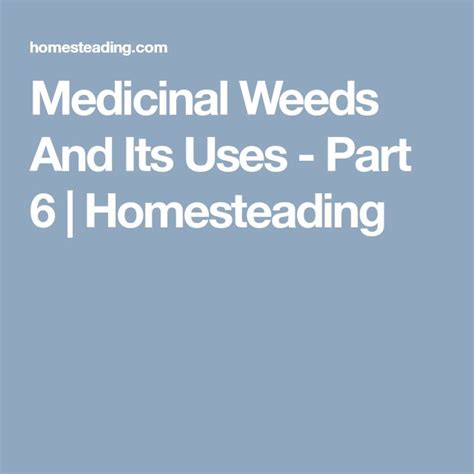 the words medical weeds and its uses - part 6 / homeseading