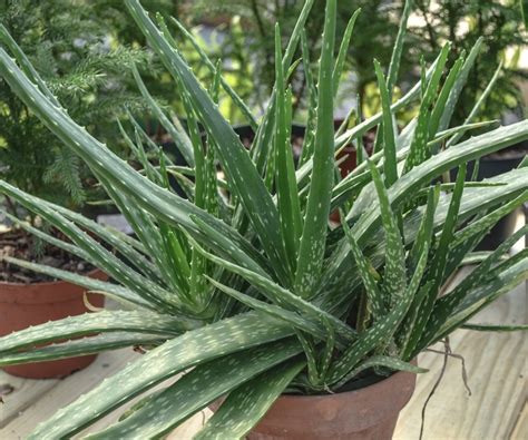 Aloe barbadensis | Aloe | The Flower Spot