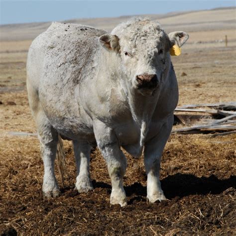 66 best images about Charolais cattle on Pinterest | Montana, Stud ...