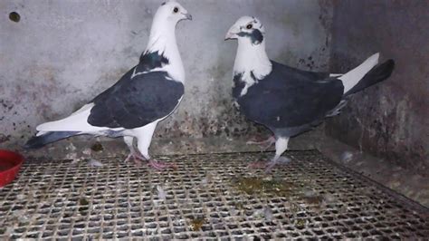 My new breeding homing pigeons - YouTube