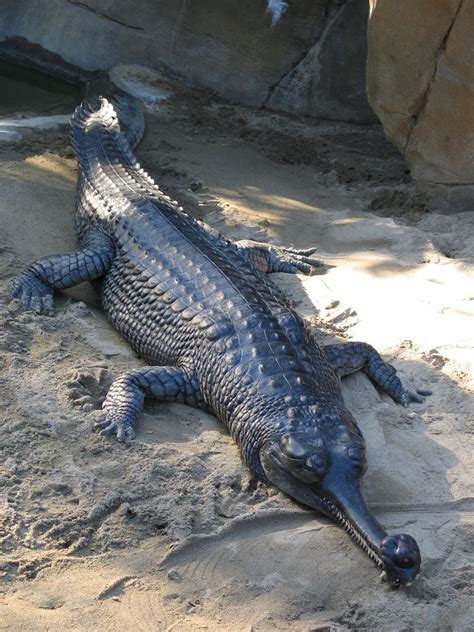 Gharial - Wikipedia