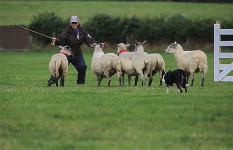 Irish team selected for International Sheepdog Trials - Agriland.ie