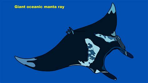 Giant oceanic manta ray (Mobula birostris) - ZooChat